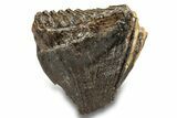 Fossil Juvenile Woolly Mammoth Molar - Siberia #259868-1